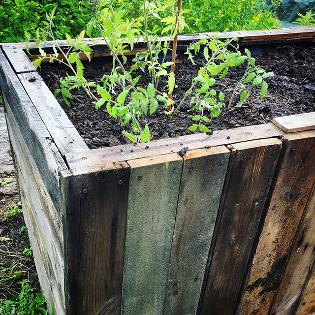 Planter finally in use, first tomatoes are in. Tigerella and Black Truffle.