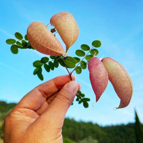 Burn. Pick. Sign. Fractionalize.