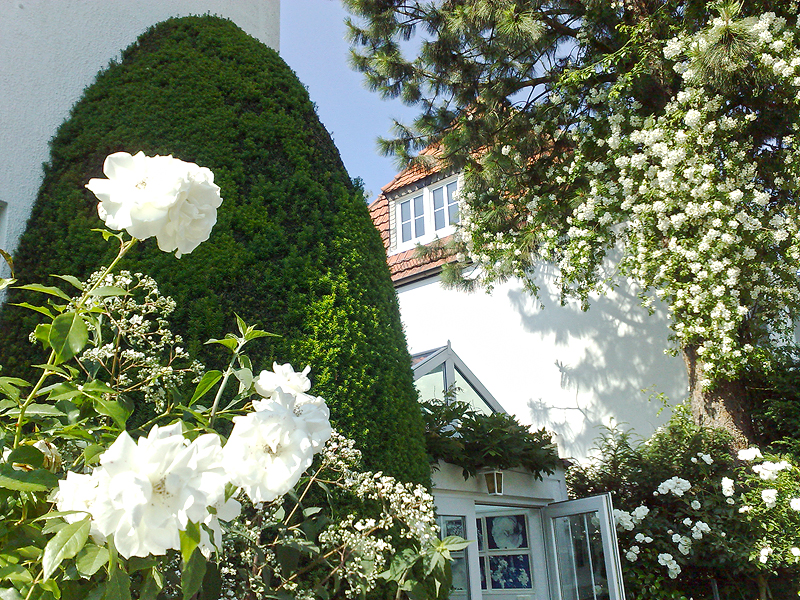 whiteflowers whiteflowers