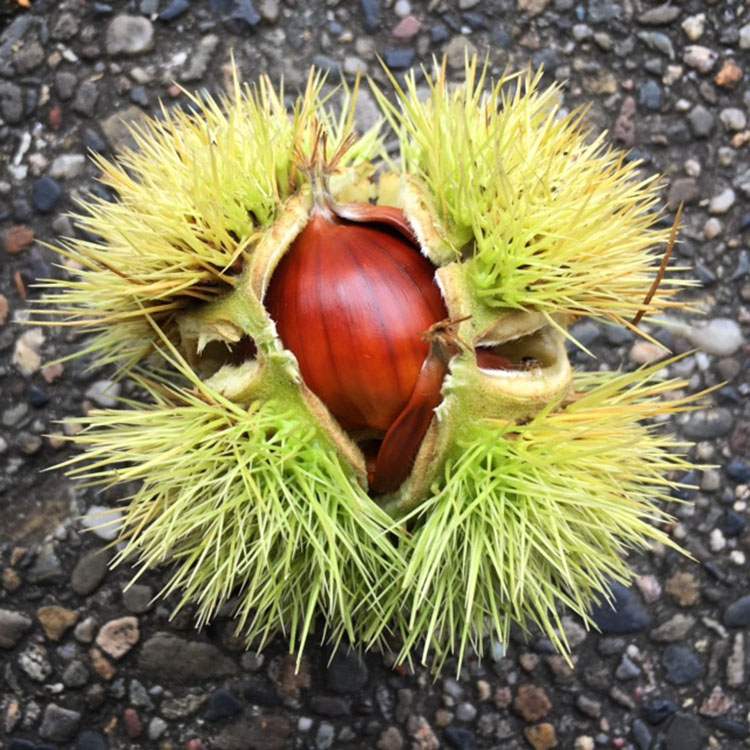 Foraging chestnuts