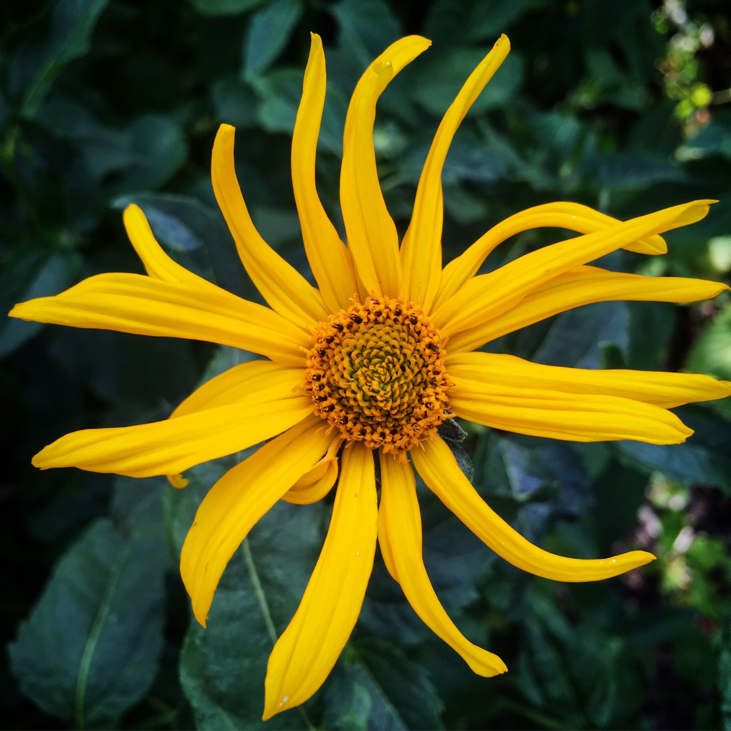 Plant ID app that works