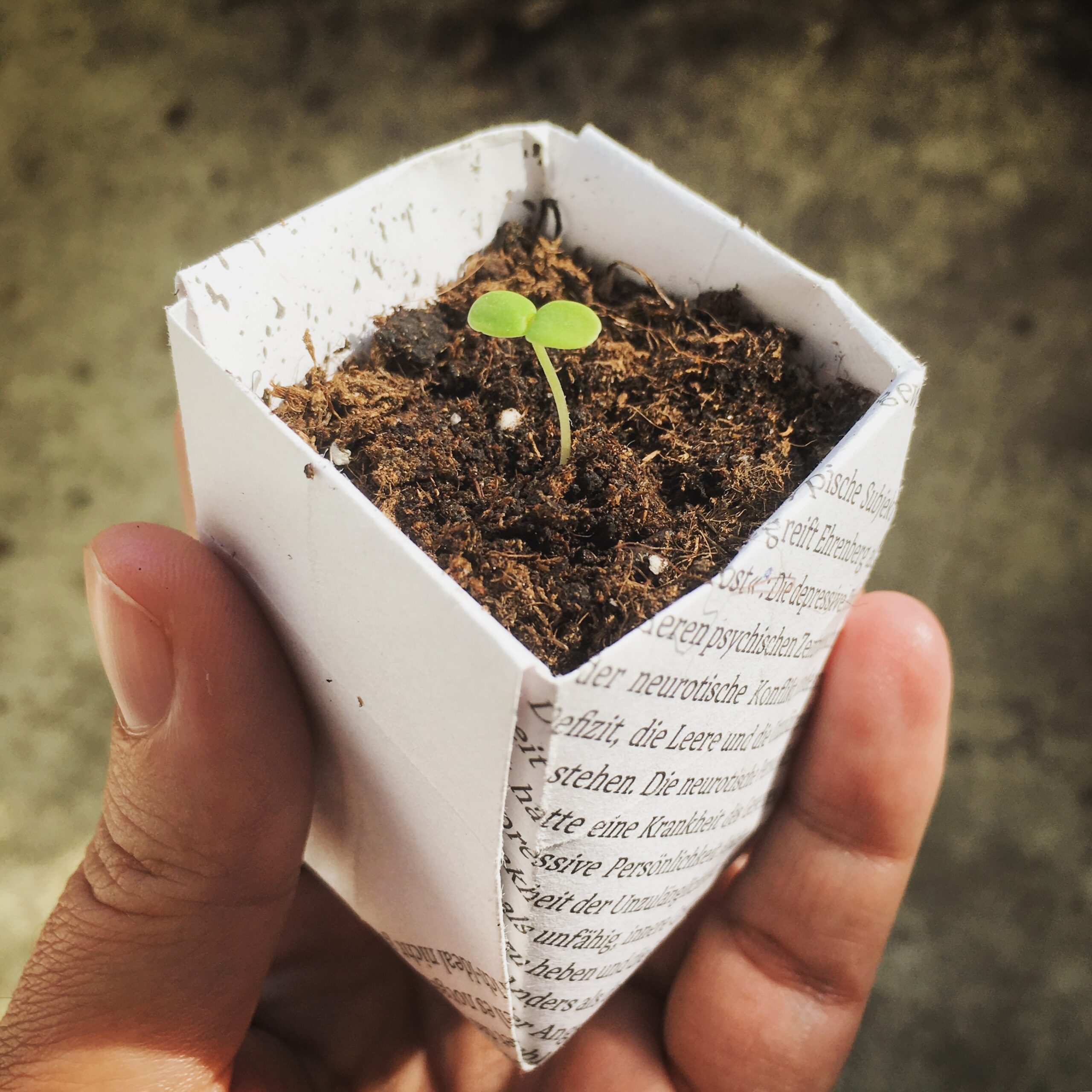 Paper pots for seed starting