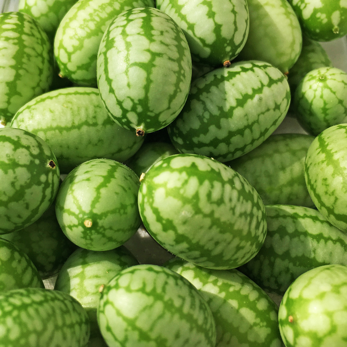 Cucamelons