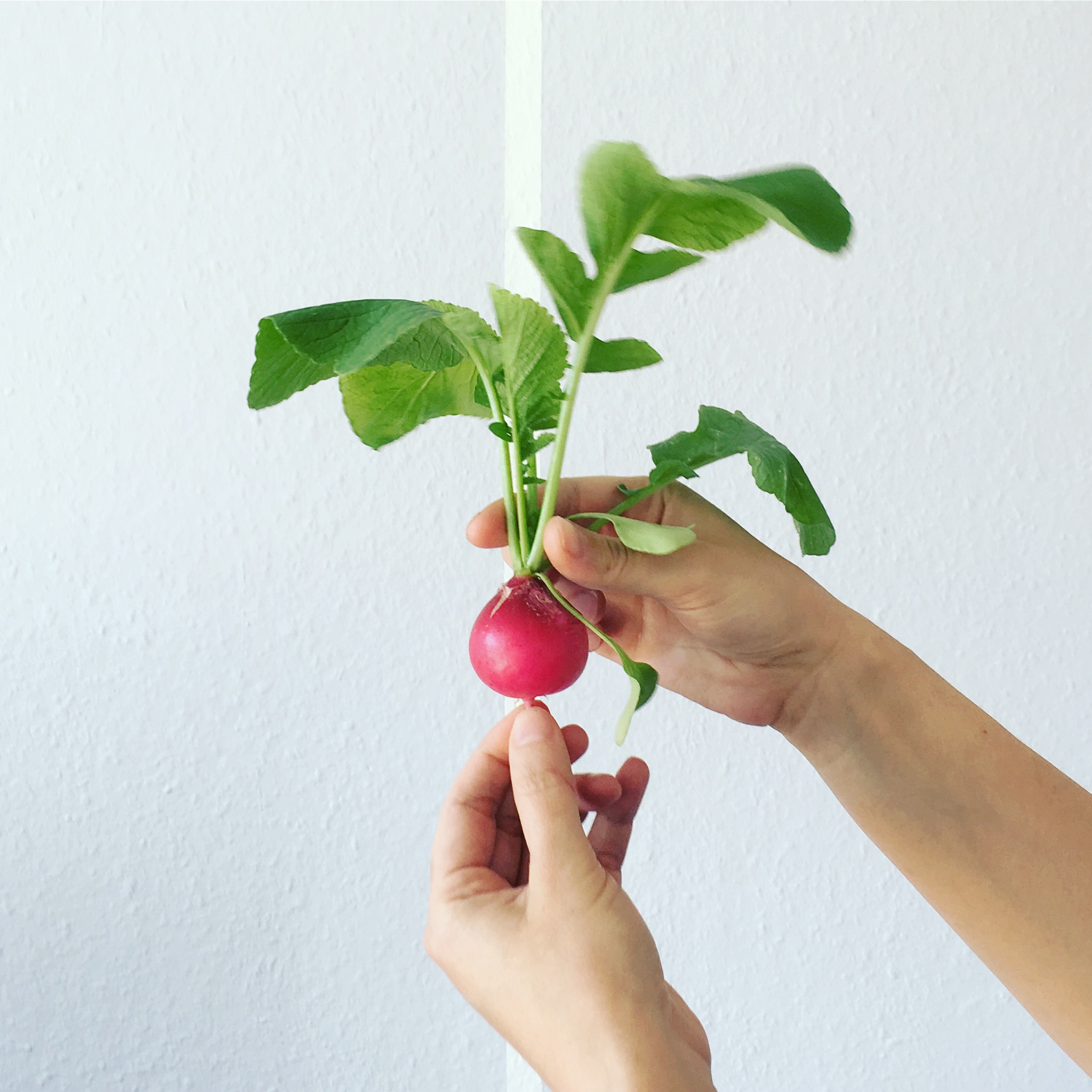 New balcony gardener