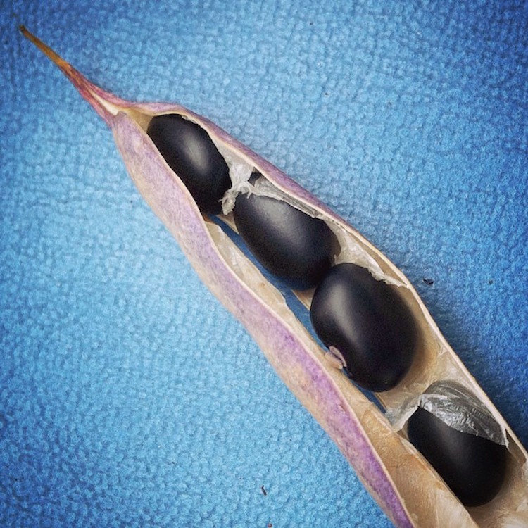 Black bean harvest