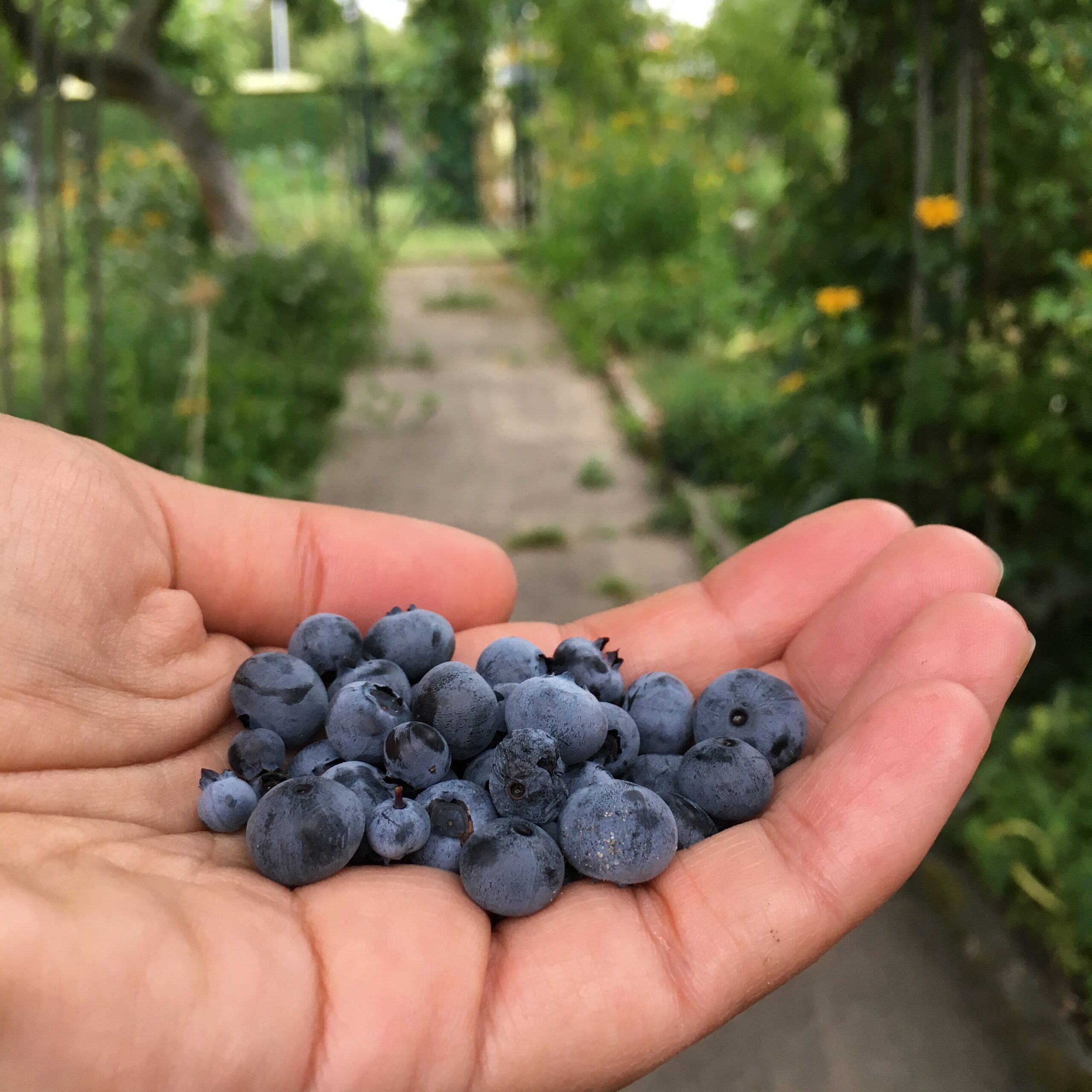 Blueberries