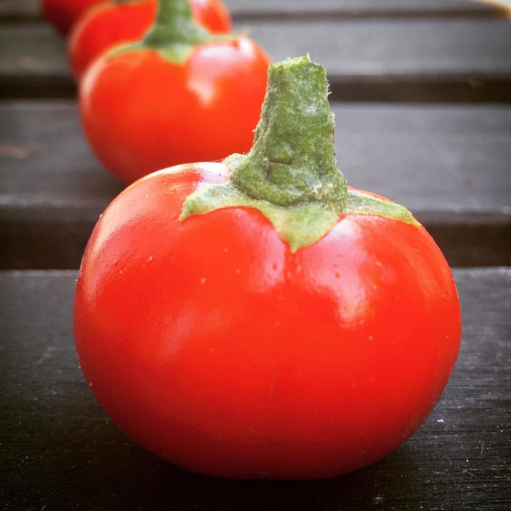 Cannibal tomato is not a tomato.