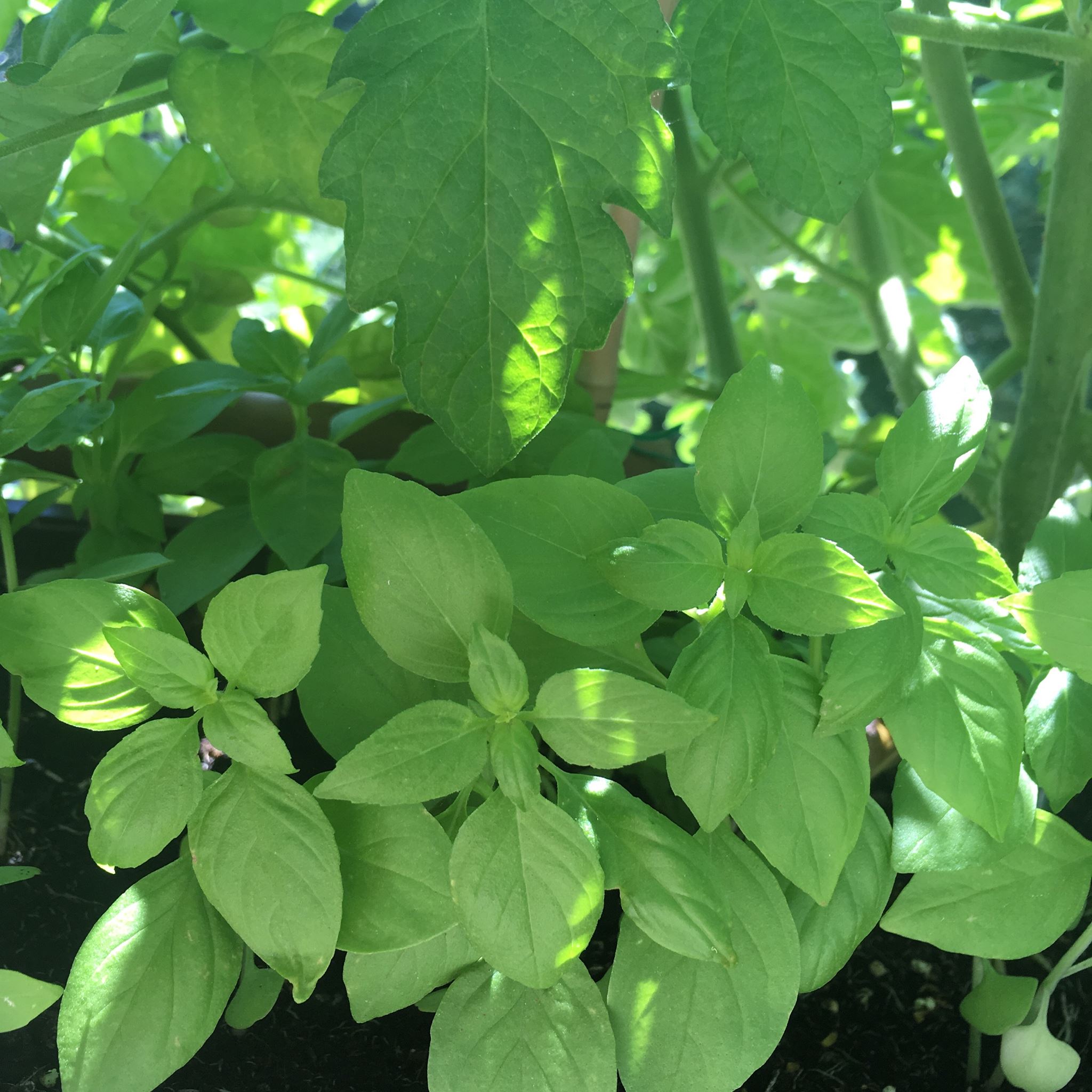 Companion planting