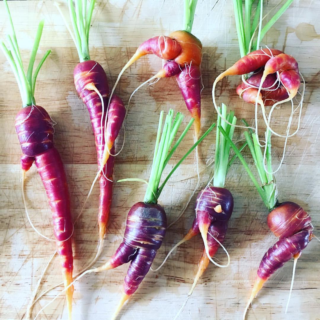 Dancing carrots