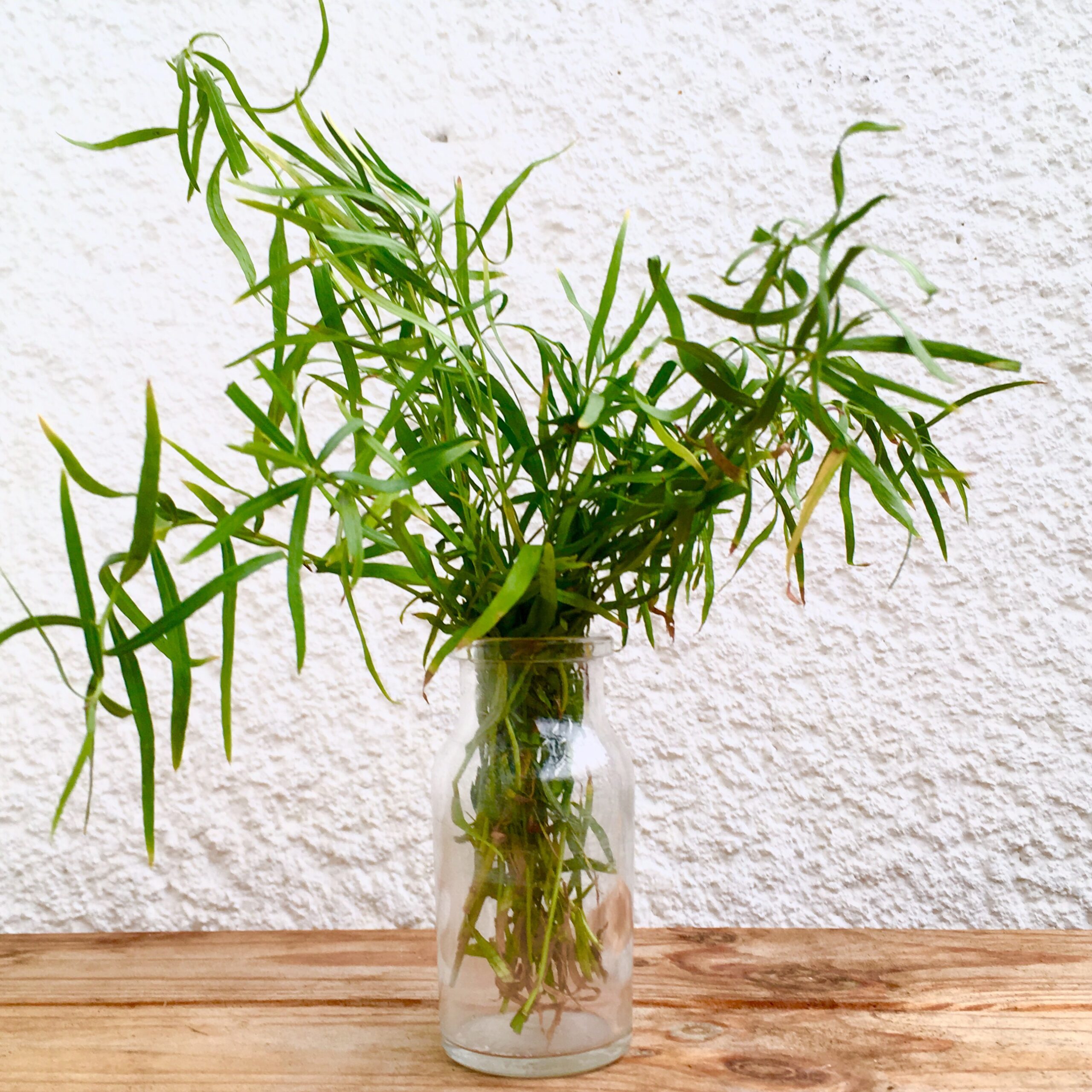 Tarragon syrup for soda and cocktails