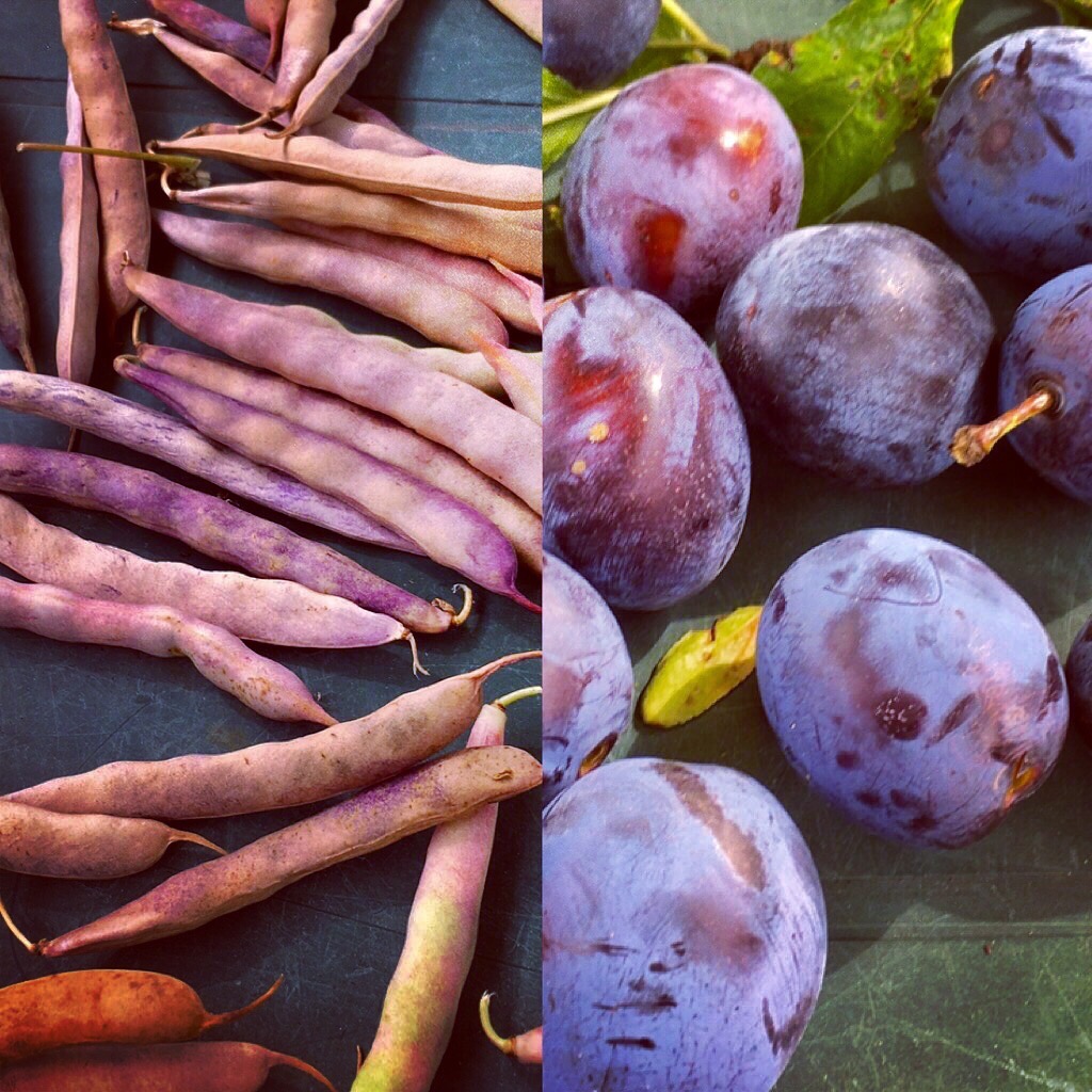 Purple harvests