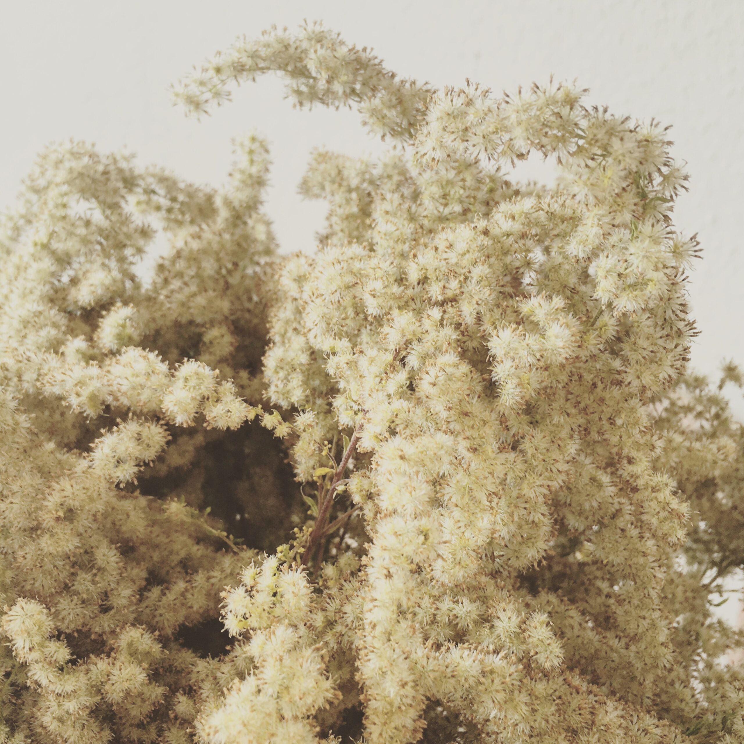 Weed bouquet