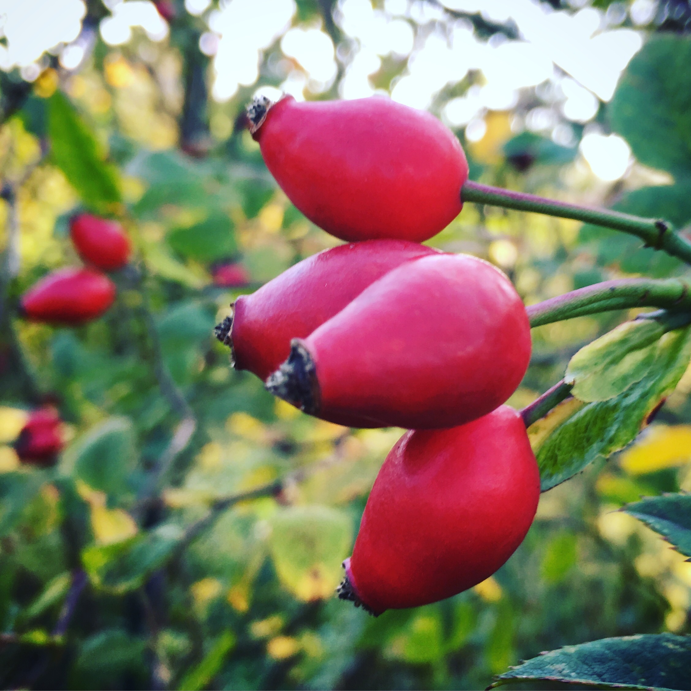 Rose hips