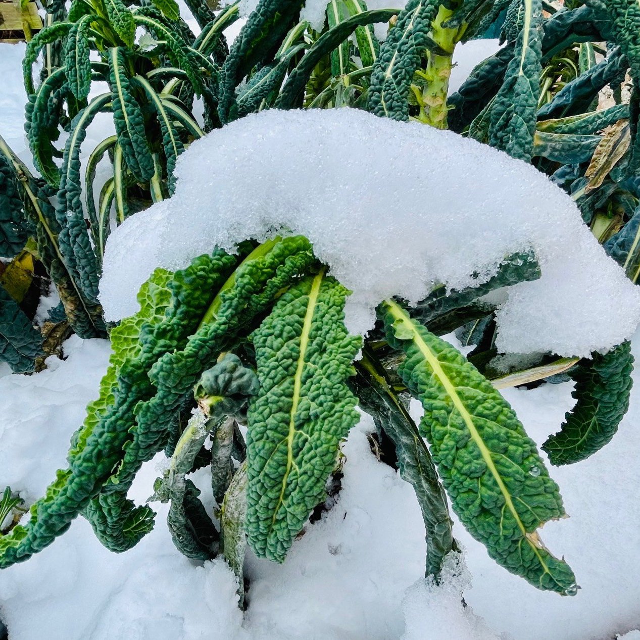 Kale is a winter wonder
