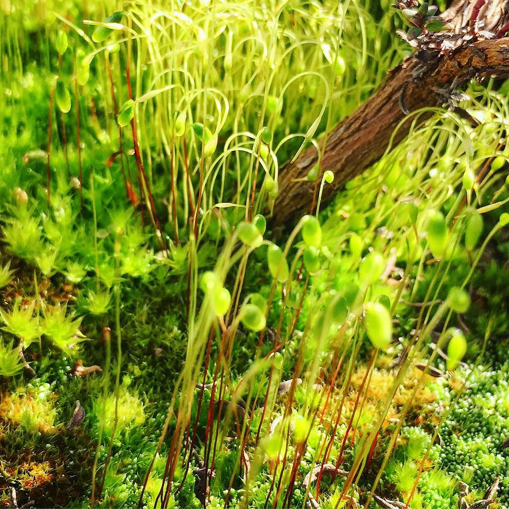 Mossland under thyme