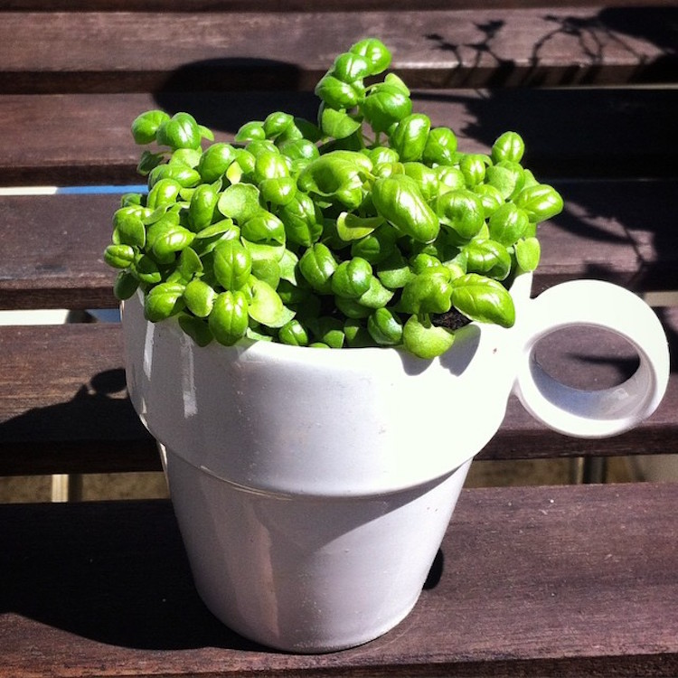Recycled pots