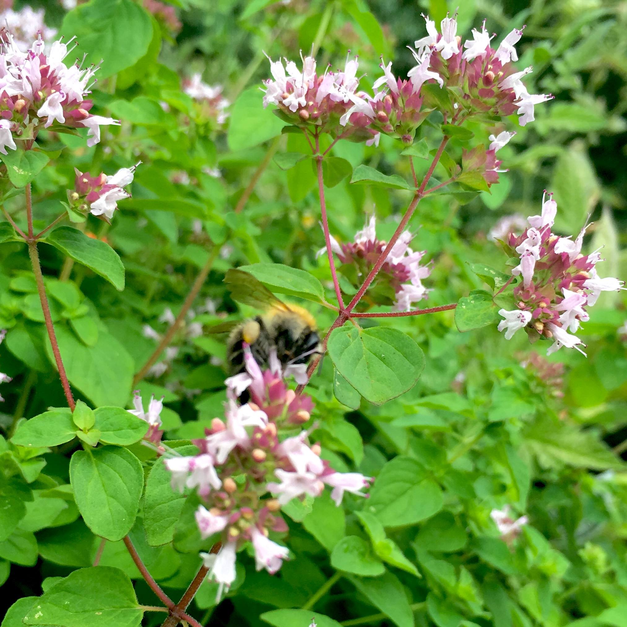 Bee restaurant