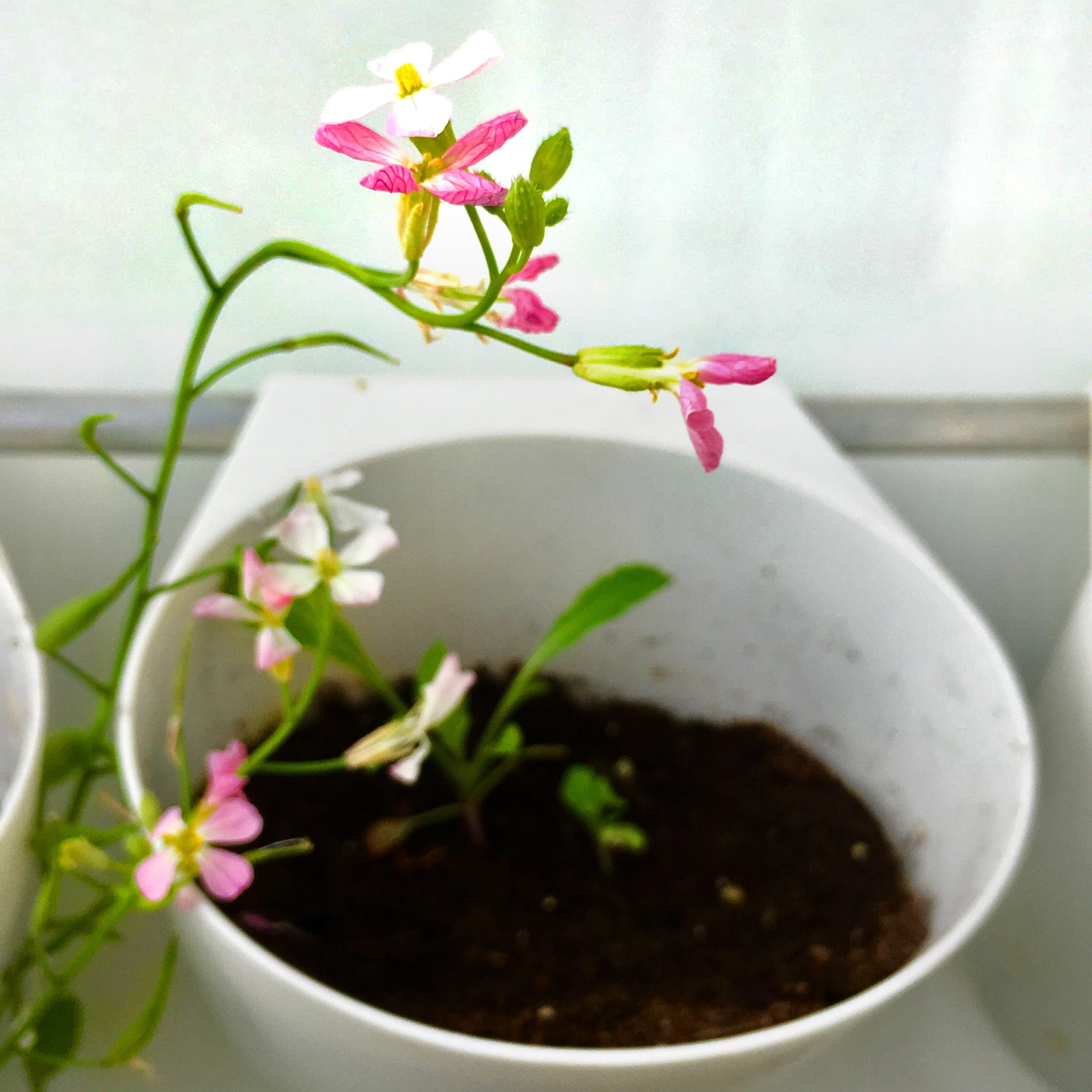 Bolted radish = flowers and seeds