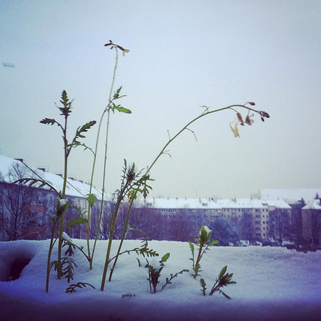 Snowed rockets
