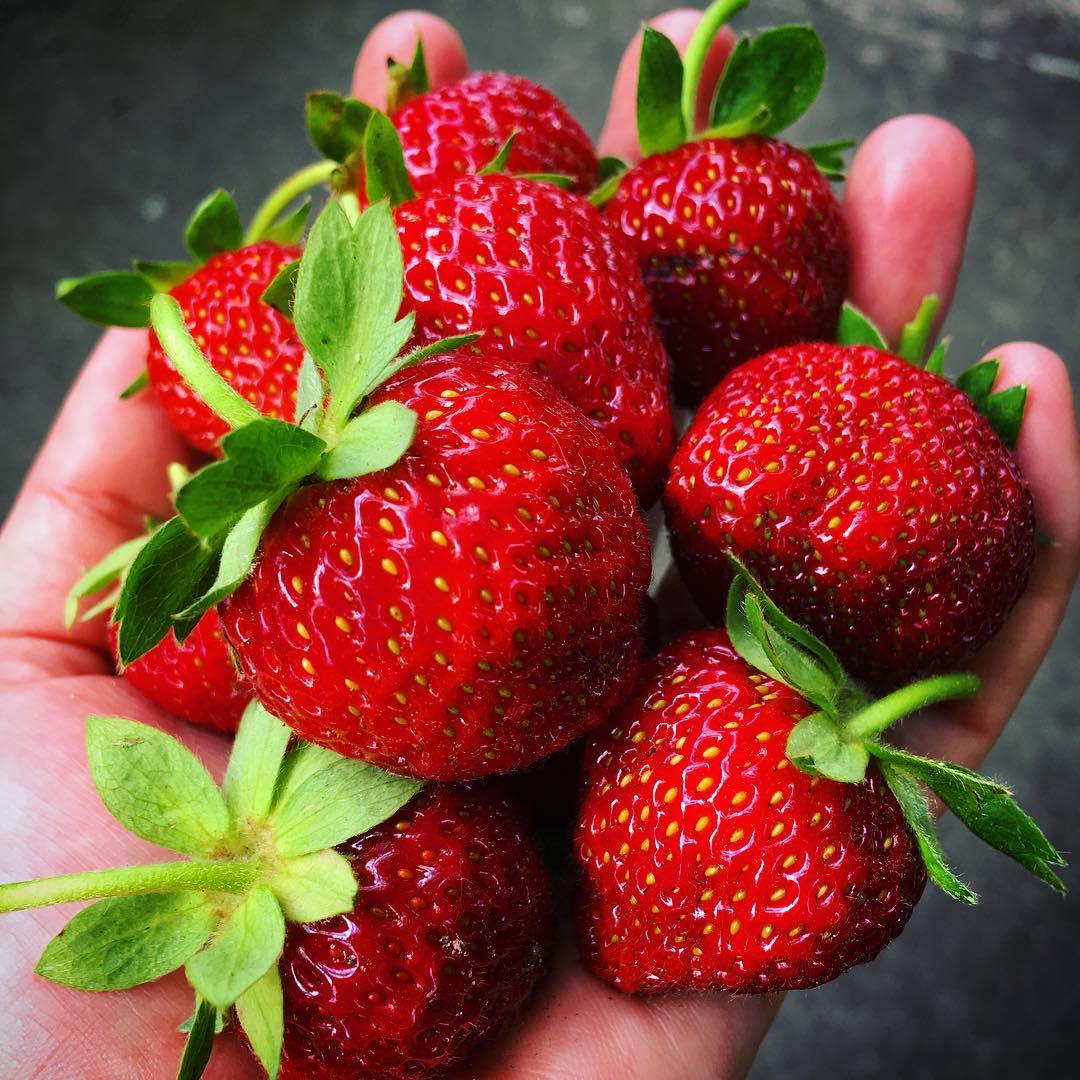 June brings strawberries
