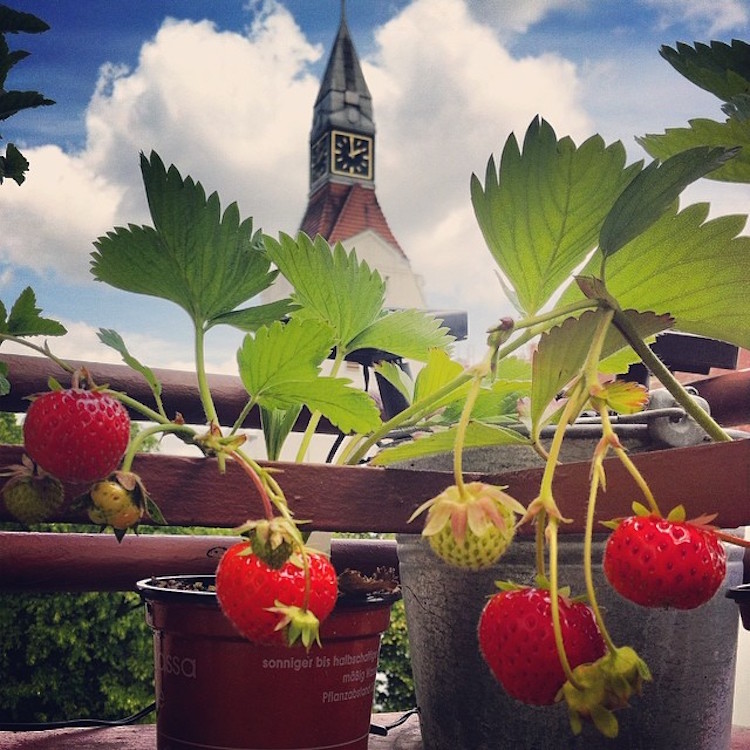 Fresh snack of strawberries