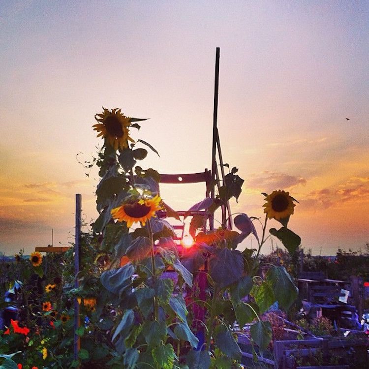 sunset + sunflowers