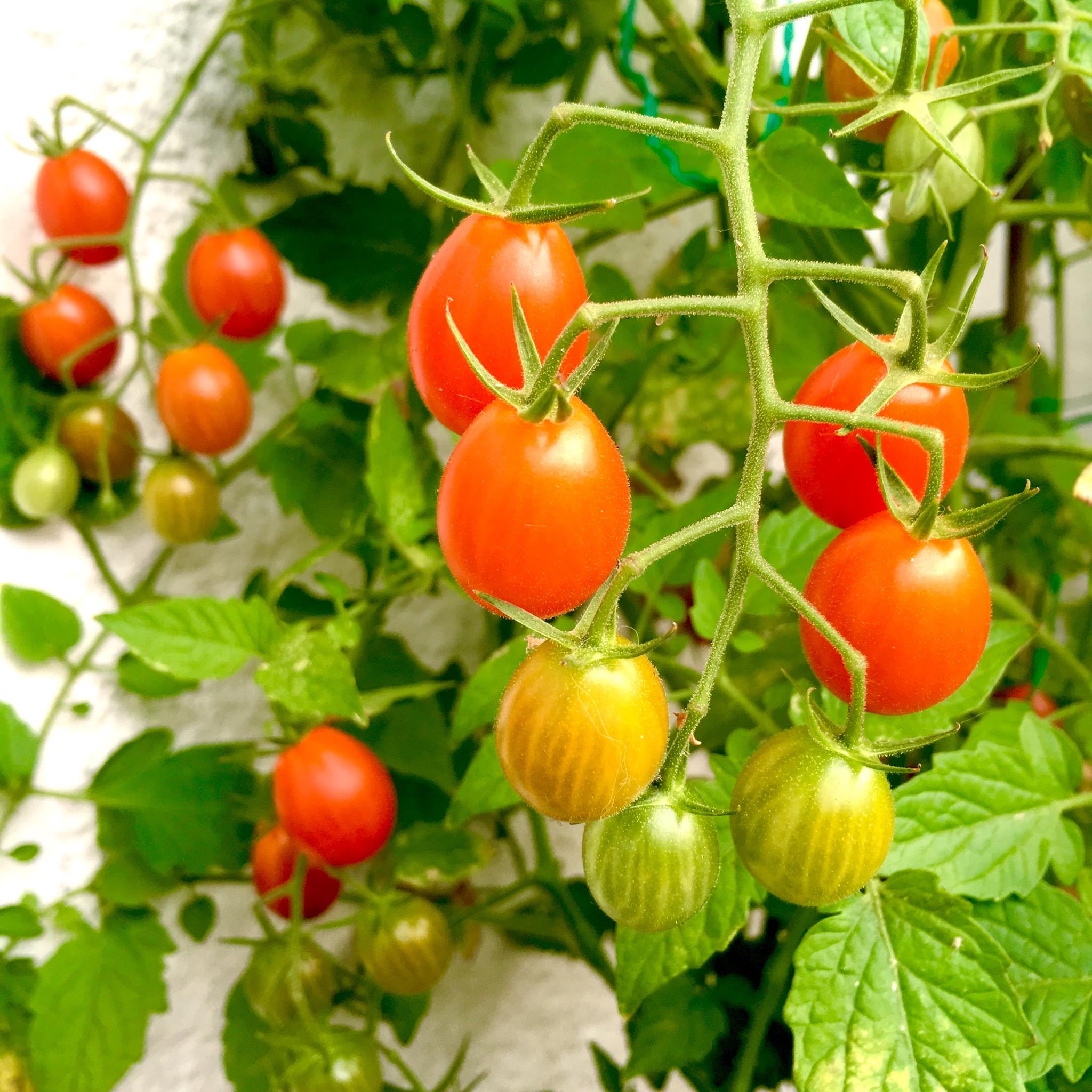 Tiny tomatoes for small spaces