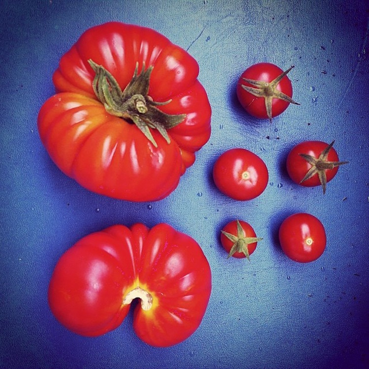 Tomato crop of the day