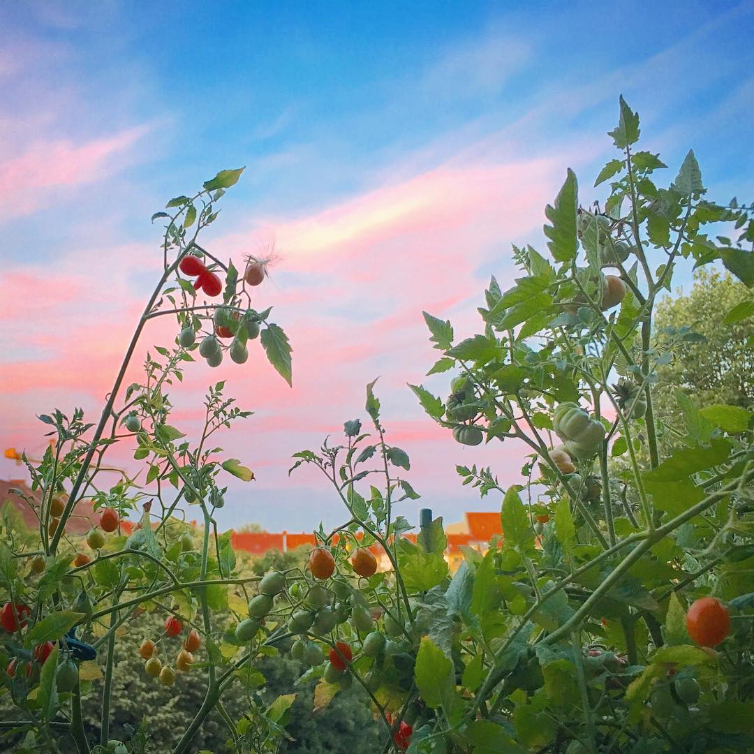 Tomato Sunset