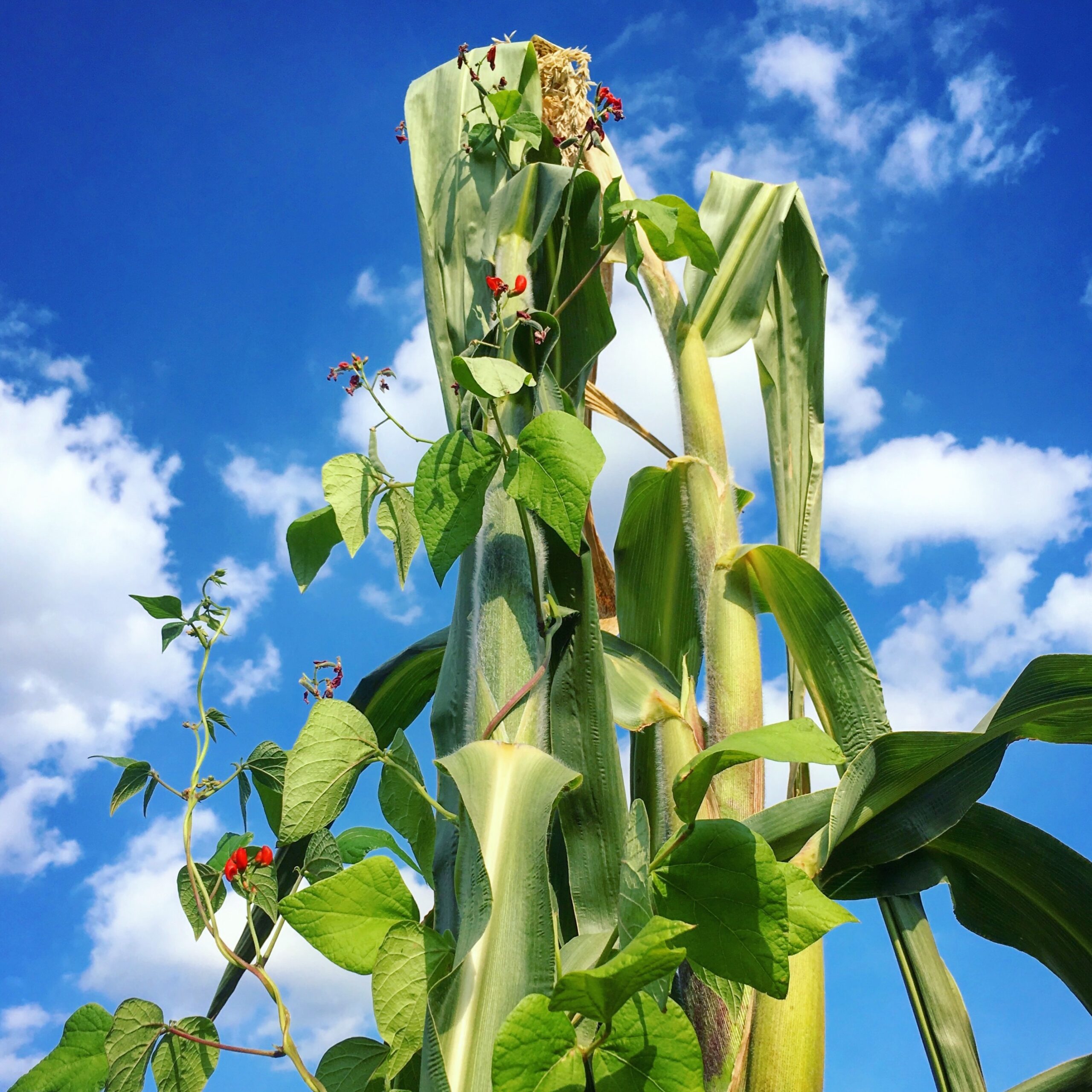 Two sisters: corn & beans