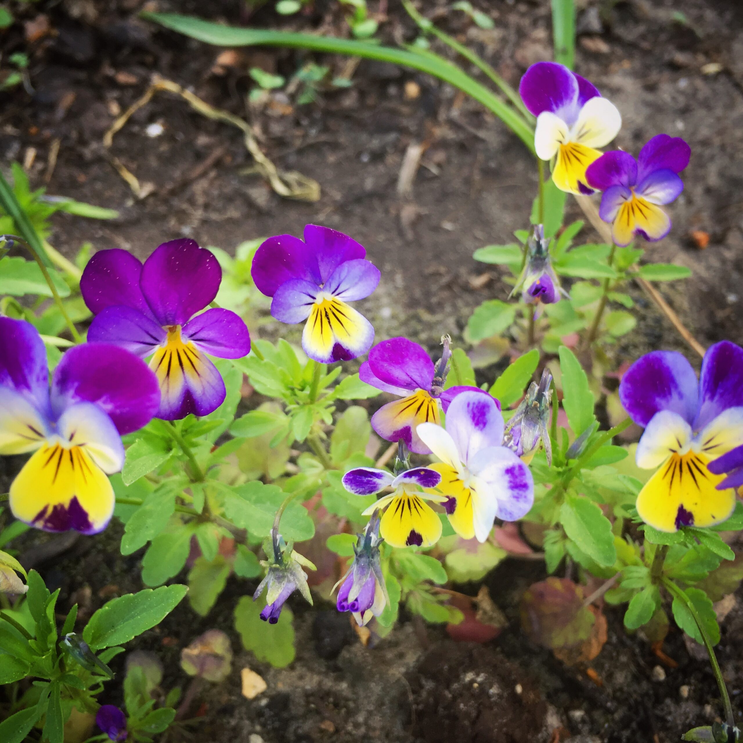 Edible Flowers