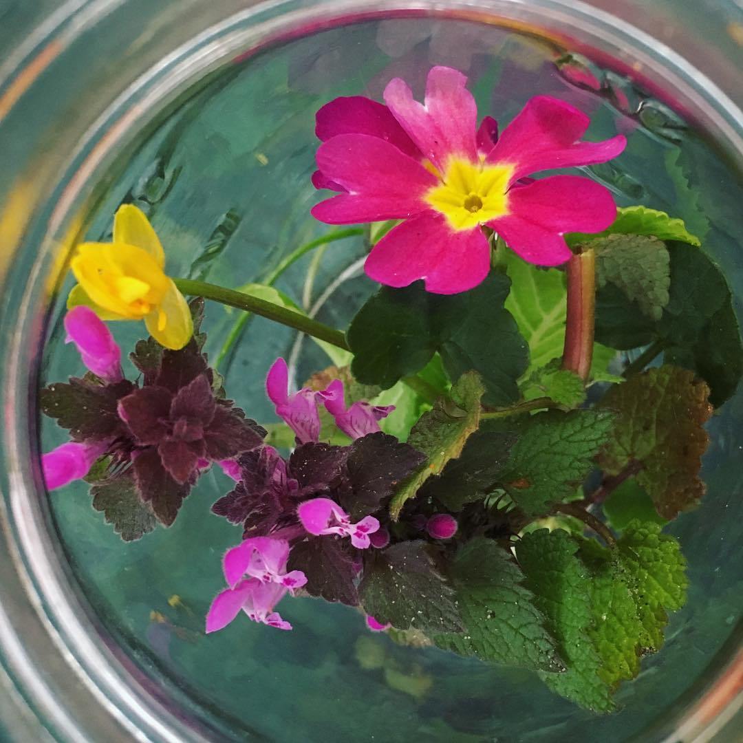 Wild flower id challenge
