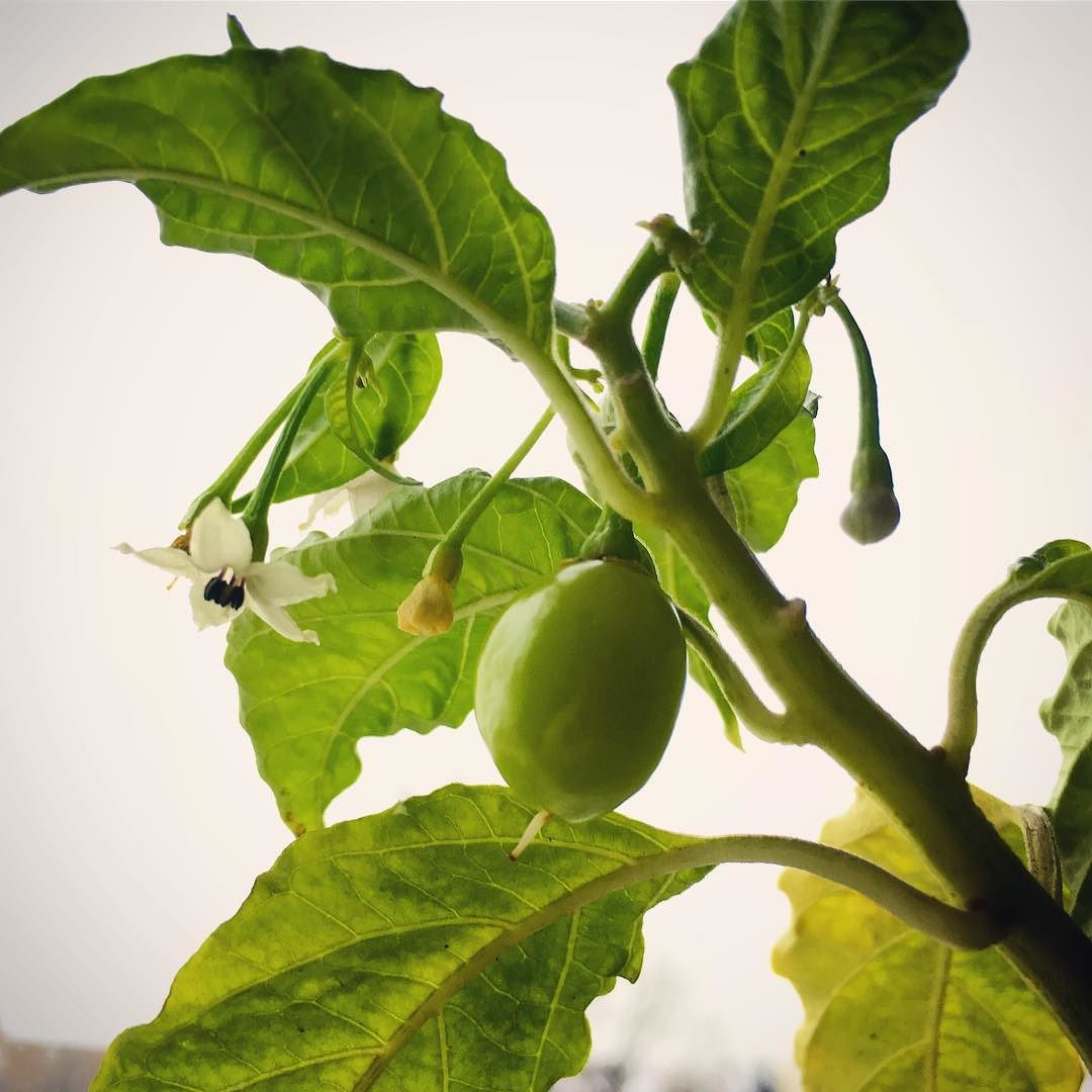 Suprise winter crop